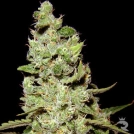 AK47 Cannabisblüte – gewachsen aus Feminisierte Hanfsamen von Serious Seeds