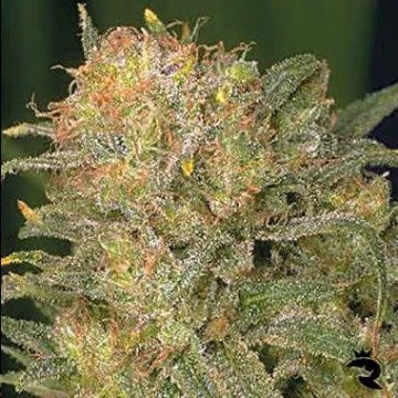 Bubble Gum Cannabisblüte – gewachsen aus Regulaere Hanfsamen von Serious Seeds