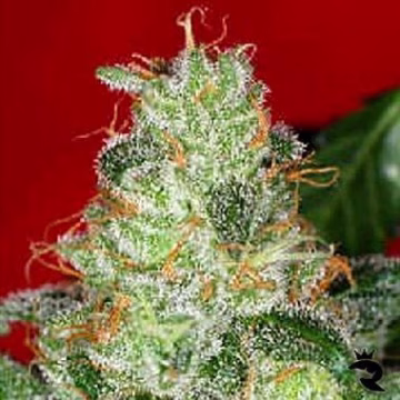 Chronic Cannabisblüte – gewachsen aus Regulaere Hanfsamen von Serious Seeds