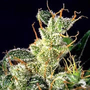 Kali Mist Cannabisblüte – gewachsen aus Regulaere Hanfsamen von Serious Seeds