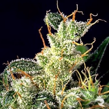 Kali Mist Cannabisblüte – gewachsen aus Regulaere Hanfsamen von Serious Seeds