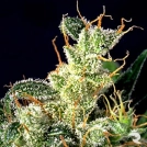 Kali Mist Cannabisblüte – gewachsen aus Feminisierte Hanfsamen von Serious Seeds