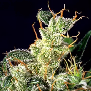 Kali Mist Cannabisblüte – gewachsen aus Feminisierte Hanfsamen von Serious Seeds
