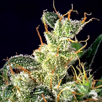 Kali Mist Cannabisblüte – gewachsen aus Feminisierte Hanfsamen von Serious Seeds