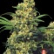 Warlock Cannabisblüte – gewachsen aus Regulaere Hanfsamen von Serious Seeds