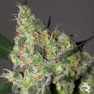 White Russian Cannabisblüte – gewachsen aus Regulaere Hanfsamen von Serious Seeds