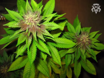 Bizarre Cannabisblüte – gewachsen aus Regulaere Hanfsamen von SickMeds Seeds