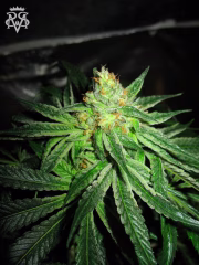 Chupacabra Cannabisblüte – gewachsen aus Feminisierte Hanfsamen von SickMeds Seeds