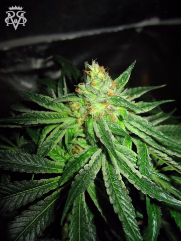 Chupacabra Cannabisblüte – gewachsen aus Feminisierte Hanfsamen von SickMeds Seeds