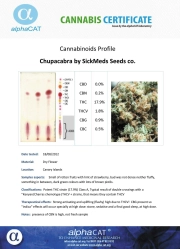 Chupacabra Cannabisblüte – gewachsen aus Regulaere Hanfsamen von SickMeds Seeds