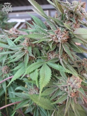 Green Crack – SickMeds Seeds – Feminisiert