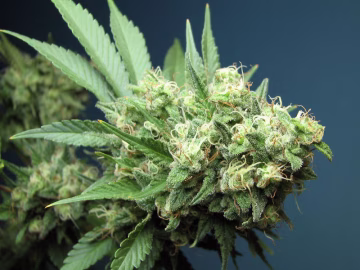 Green Crack Cannabisblüte – gewachsen aus Feminisierte Hanfsamen von SickMeds Seeds