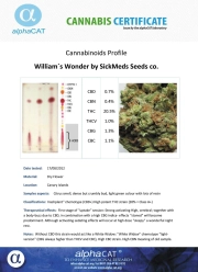 William's Wonder Cannabisblüte – gewachsen aus Regulaere Hanfsamen von SickMeds Seeds