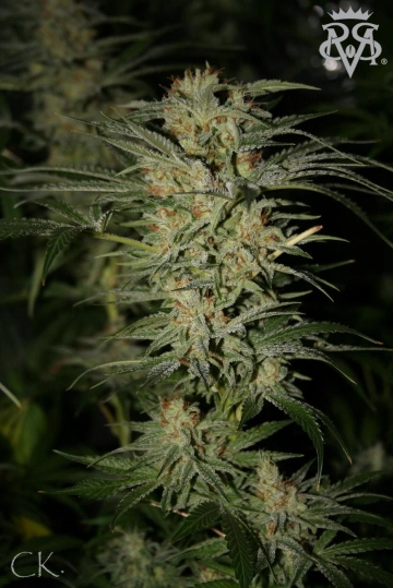 Wonder Kush Cannabisblüte – gewachsen aus Regulaere Hanfsamen von SickMeds Seeds