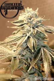 Blue Power F2 Cannabisblüte – gewachsen aus Regulaere Hanfsamen von Sin City Seeds