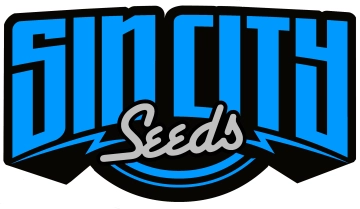 HarleSin Cannabisblüte – gewachsen aus Feminisierte Hanfsamen von Sin City Seeds