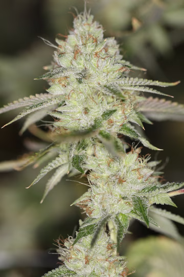 NightFire OG Cannabisblüte – gewachsen aus Regulaere Hanfsamen von Sin City Seeds