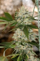 Nightmare OG Cannabisblüte – gewachsen aus Regulaere Hanfsamen von Sin City Seeds
