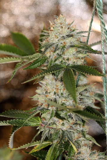 Nightmare OG Cannabisblüte – gewachsen aus Regulaere Hanfsamen von Sin City Seeds