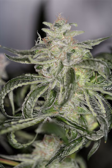 Petroleum Nightmare Cannabisblüte – gewachsen aus Regulaere Hanfsamen von Sin City Seeds