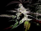 Platinum DeLights Cannabisblüte – gewachsen aus Regulaere Hanfsamen von Sin City Seeds
