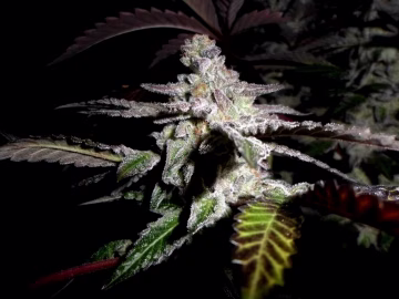 Platinum DeLights Cannabisblüte – gewachsen aus Regulaere Hanfsamen von Sin City Seeds