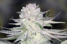 PowerNap Cannabisblüte – gewachsen aus Regulaere Hanfsamen von Sin City Seeds