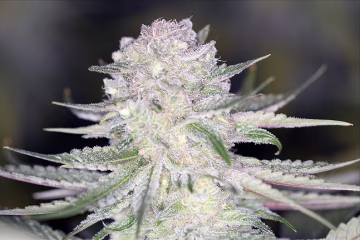 PowerNap Cannabisblüte – gewachsen aus Regulaere Hanfsamen von Sin City Seeds