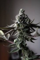Sin Mint Cookies Cannabisblüte – gewachsen aus Regulaere Hanfsamen von Sin City Seeds