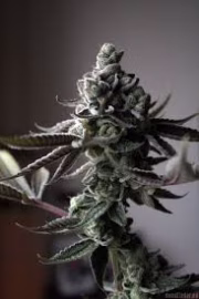 Sin Mint Cookies Cannabisblüte – gewachsen aus Regulaere Hanfsamen von Sin City Seeds