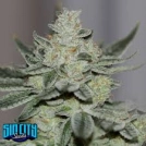 Sins OG Cannabisblüte – gewachsen aus Regulaere Hanfsamen von Sin City Seeds
