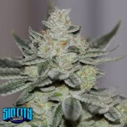 Sins OG Cannabisblüte – gewachsen aus Regulaere Hanfsamen von Sin City Seeds