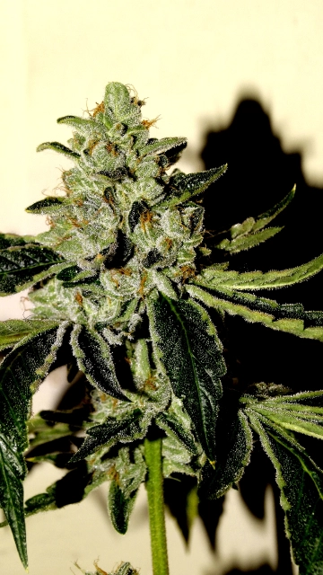 SinValley OG Cannabisblüte – gewachsen aus Regulaere Hanfsamen von Sin City Seeds