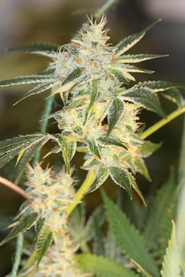 SourNightmare Cannabisblüte – gewachsen aus Regulaere Hanfsamen von Sin City Seeds