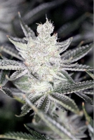 Tangerine Power Cannabisblüte – gewachsen aus Regulaere Hanfsamen von Sin City Seeds