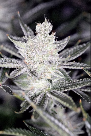 Tangerine Power Cannabisblüte – gewachsen aus Regulaere Hanfsamen von Sin City Seeds