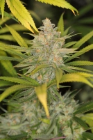 The REM Cannabisblüte – gewachsen aus Regulaere Hanfsamen von Sin City Seeds
