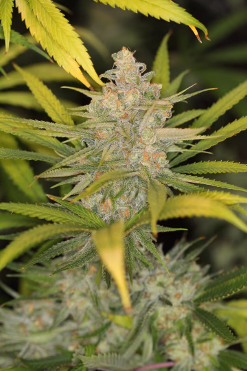 The REM Cannabisblüte – gewachsen aus Regulaere Hanfsamen von Sin City Seeds