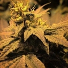 Treasure Island Cannabisblüte – gewachsen aus Feminisierte Hanfsamen von Sin City Seeds