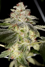 True Power OG Cannabisblüte – gewachsen aus Regulaere Hanfsamen von Sin City Seeds