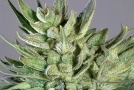 Amnesia Haze Cannabisblüte – gewachsen aus Feminisierte Hanfsamen von Soma Seeds