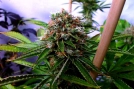 Buddha's Sister Cannabisblüte – gewachsen aus Feminisierte Hanfsamen von Soma Seeds