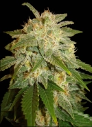 Kushadelic Cannabisblüte – gewachsen aus Feminisierte Hanfsamen von Soma Seeds