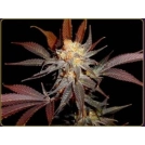 Lavender Cannabisblüte – gewachsen aus Feminisierte Hanfsamen von Soma Seeds