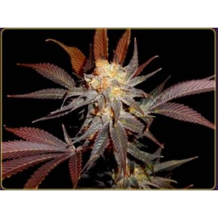 Lavender – Soma Seeds – Feminisiert