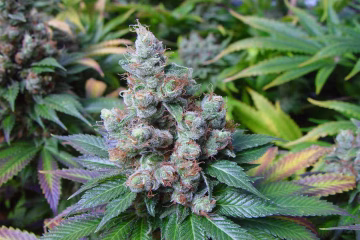NYC Diesel Cannabisblüte – gewachsen aus Feminisierte Hanfsamen von Soma Seeds