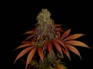 Rock Bud Cannabisblüte – gewachsen aus Feminisierte Hanfsamen von Soma Seeds