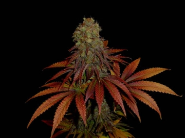Rock Bud Cannabisblüte – gewachsen aus Feminisierte Hanfsamen von Soma Seeds