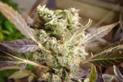 Somango – Soma Seeds – Feminisiert – Produktansicht 2