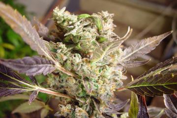 Somango Cannabisblüte – gewachsen aus Feminisierte Hanfsamen von Soma Seeds